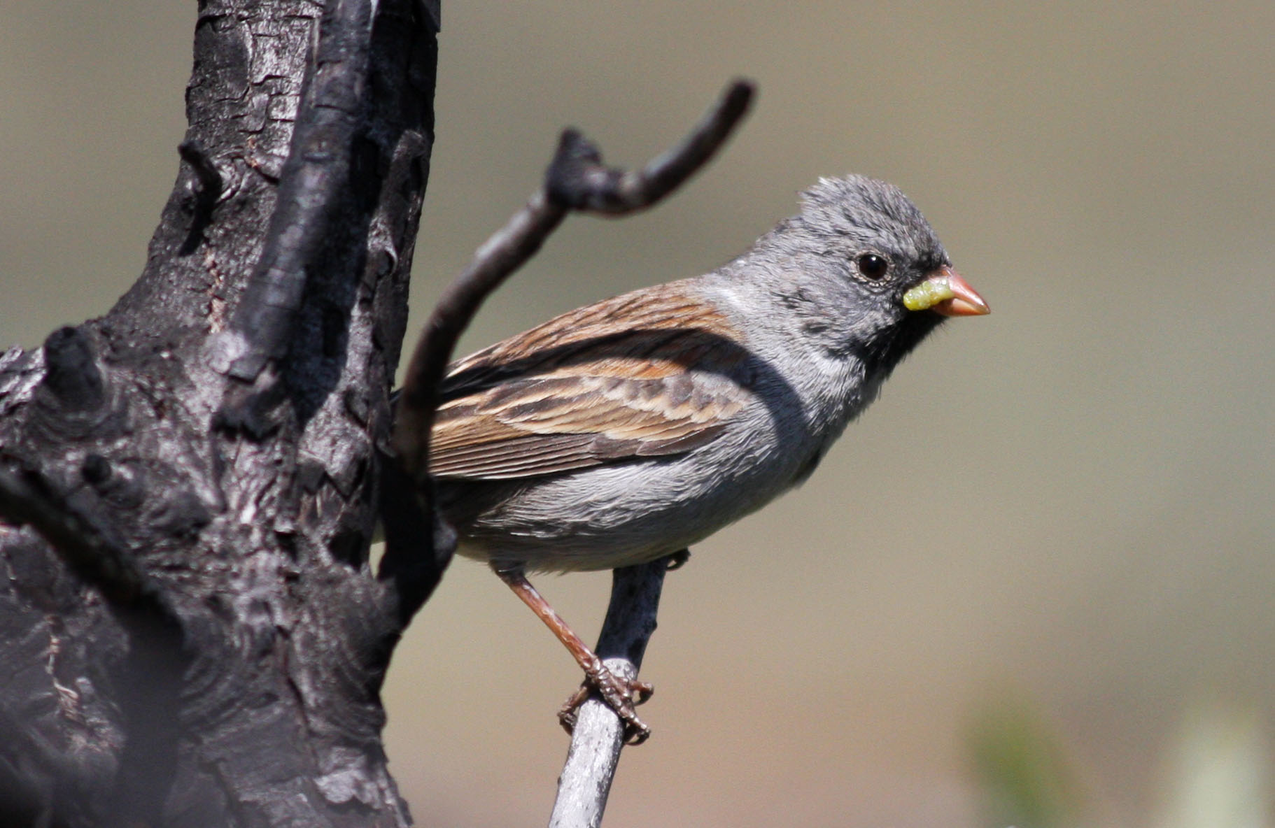 Blackchinned Sparrow, Spizella atrogularis